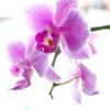 orkidea83